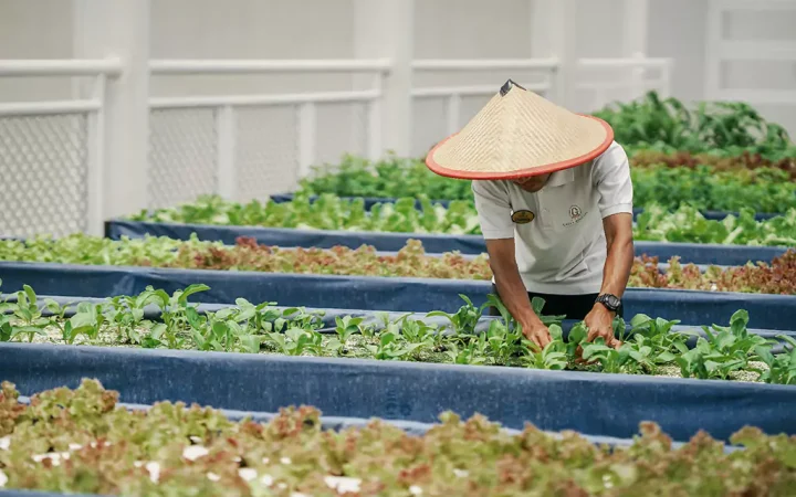 hydroponic-farm-4-griya-persada-bandungan-65d875e419352